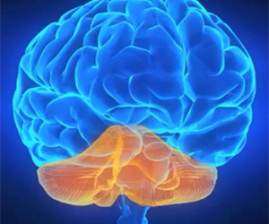 Alpha Brain Review: Alpha Brain is a Multifaceted Supplement 4 alpha brain review 3 276