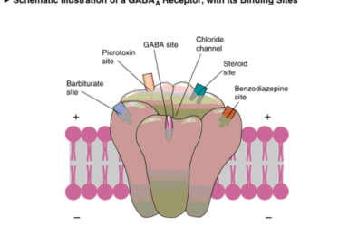 Alpha Brain Ingredients - GABA 3 gaba 71