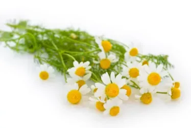 New Mood Ingredients - Chamomile 3 Chamomile 225 jpg