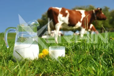 Organic Micellar casein from the EU 2 micellar casein from cows 2174 jpg