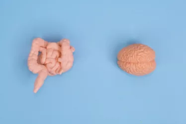 Gut-Brain Connection: How Digestive Health Impacts Mental Wellbeing 7 A healthy human gut-brain connection diagram.